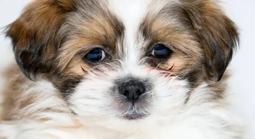 Adorable chiot, une race de petit chien affectueux, aux grands yeux bleus et au pelage doux.