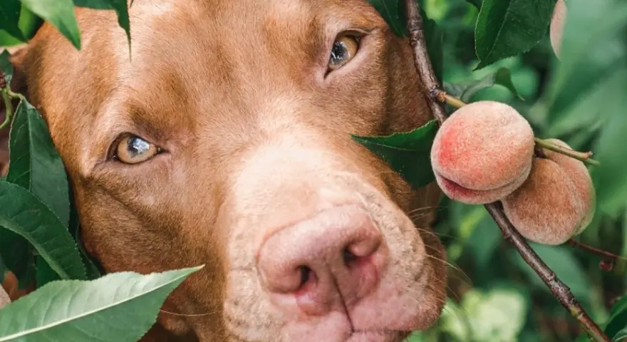 Un chien brun regarde curieusement à travers les feuilles d'un pêcher, avec des pêches mûres à portée de museau.