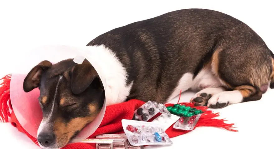 Chien malade, portant une collerette, entouré de médicaments et d'un thermomètre. Il pourrait souffrir d'une obstruction intestinale chien.