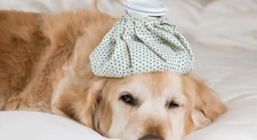 Un golden retriever malade, avec une poche de glace sur la tête, se repose. Combien de temps dure un rhume chez le chien ?