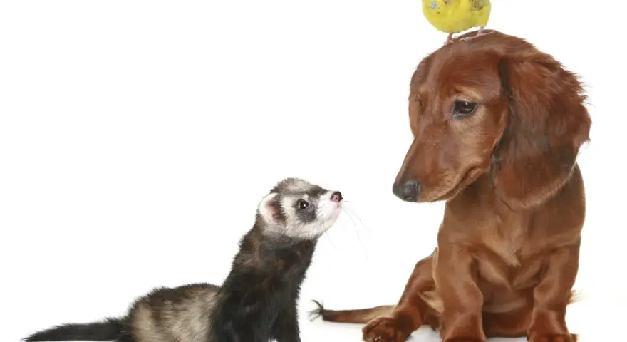 Un furet curieux regarde un chien teckel brun, avec un petit oiseau jaune perché sur la tête du chien.