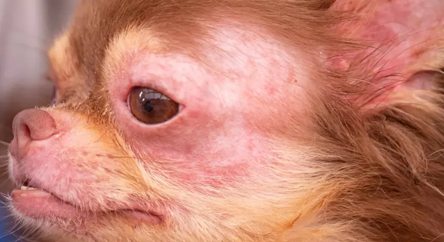 Visage de chien chihuahua avec une peau rouge et irritée autour des yeux et du museau. Peut-on devenir allergique au chien du jour au lendemain ?