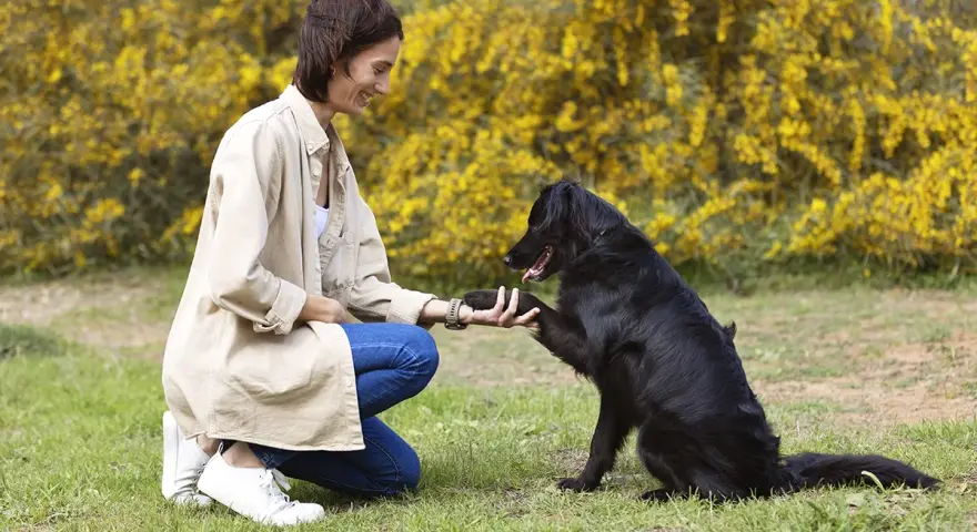 Une femme accroupie félicite son chien noir pour son obéissance. Le chien lui donne la patte, souriant.