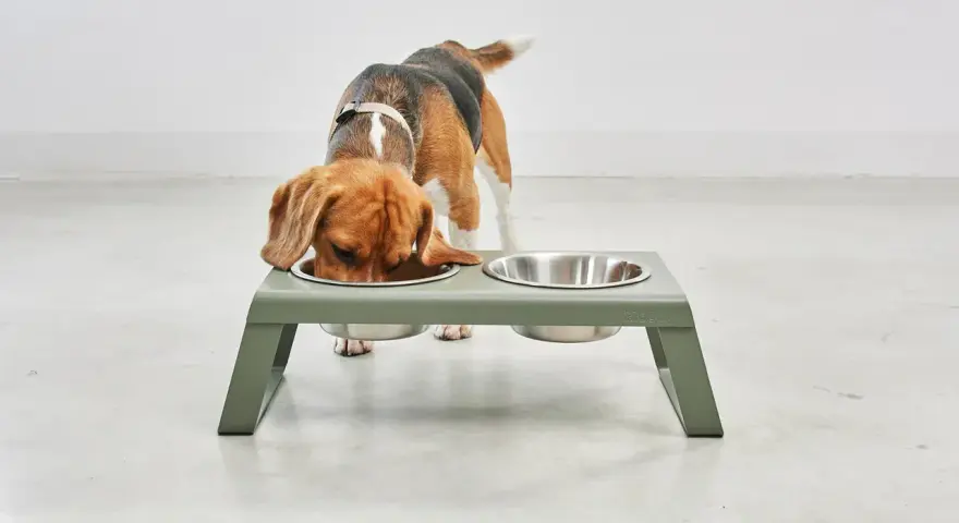 Un beagle mange dans une gamelle surélevée. Attention, une gamelle surélevée chien danger pour les chiens qui mangent trop vite.