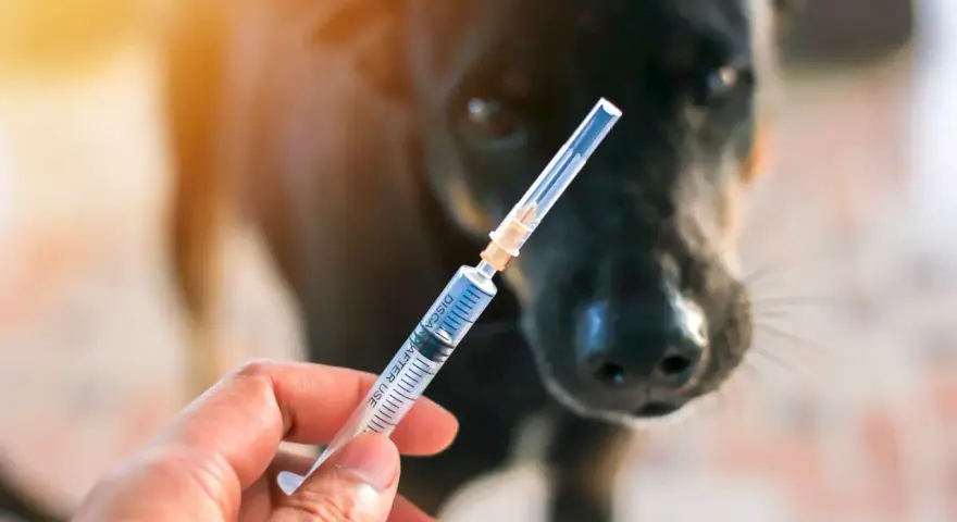Une main tient une seringue devant un chien noir. La question est : un chien vacciné peut-il attraper la rage ?