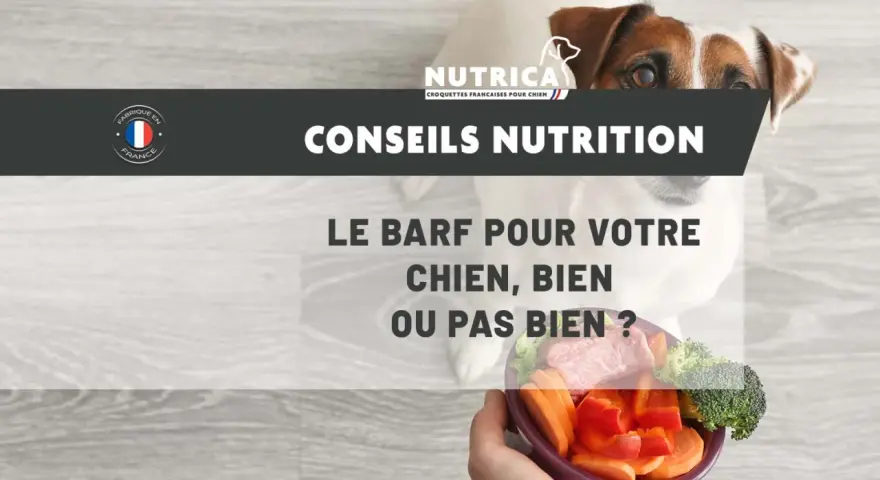Un chien regarde un bol de légumes et de viande, posé sur un fond en bois. Le texte "Conseils Nutrition" et "Le BARF pour votre chien, bien ou pas bien ?" est affiché.
