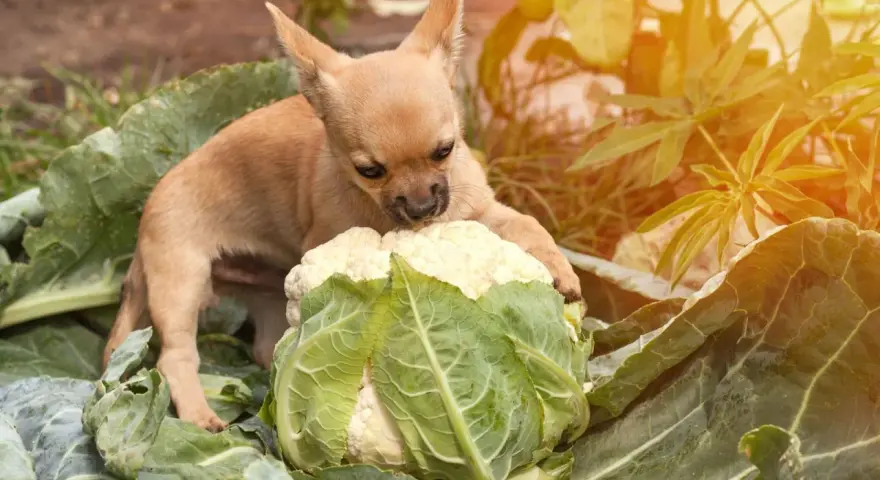 Un adorable chiot chihuahua découvre un chou-fleur dans le potager. Ce petit chou chien semble intrigué par ce légume géant.