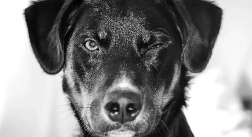 Un chien noir fait un clin d'œil, son œil gauche ouvert, suggérant une consultation en ophtalmologie vétérinaire.