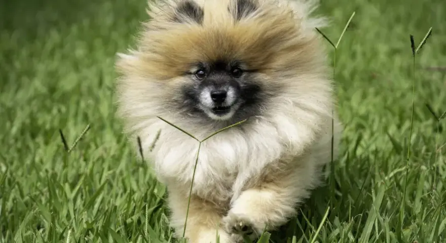 Un adorable Spitz nain court dans l'herbe. Il est encore jeune, mais on se demande à quel âge un spitz nain est propre.
