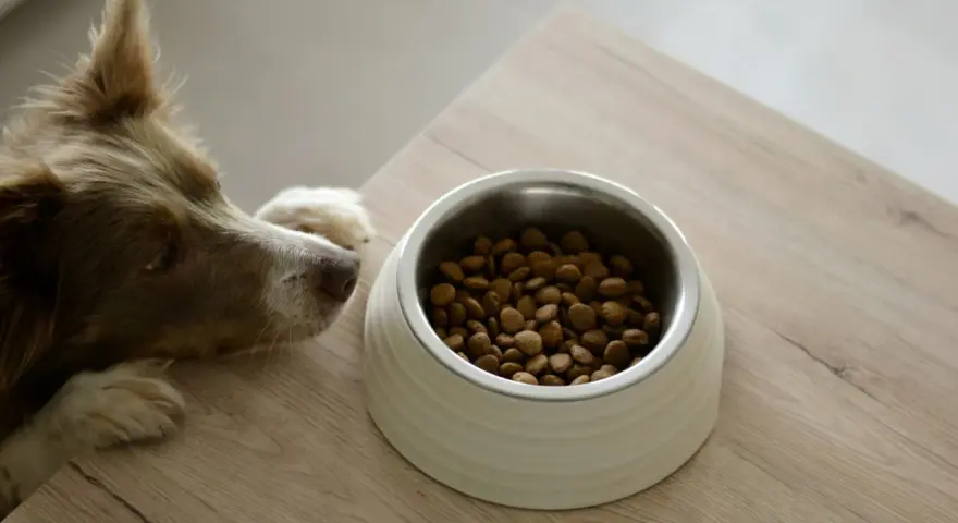 Un chien brun regarde avec envie sa gamelle remplie de croquettes, prêt à déguster son alimentation.