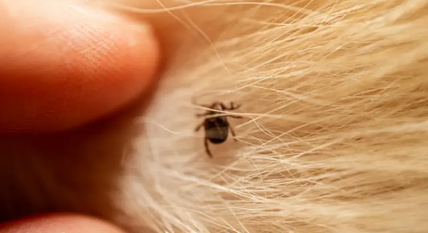 Gros plan d'une tique trop petite pour tirer, accrochée à la fourrure dorée d'un animal, près d'un doigt humain.