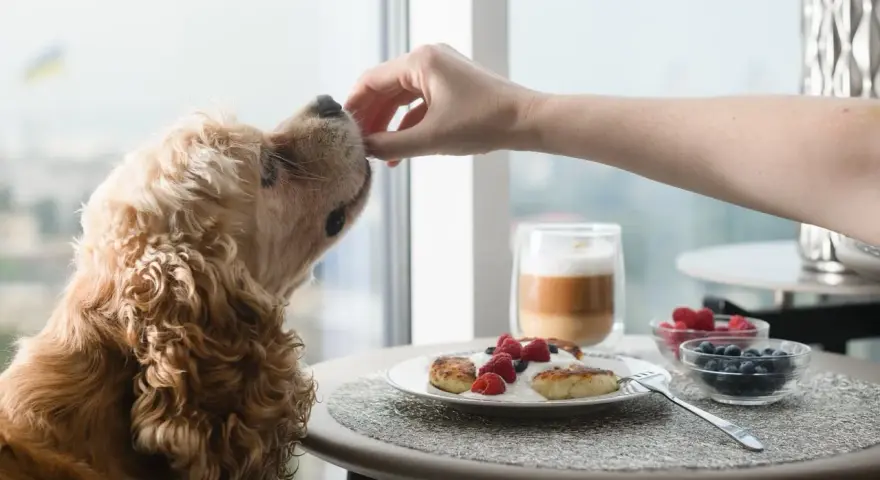 Un chien reçoit une friandise de la main d'une personne. Sur la table, un plat de pancakes au yaourt et aux fruits, peut-être pour aider à la constipation du chien.
