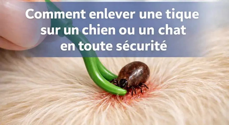 Utilisation d'un tire-tique pour enlever une tique sur un animal.