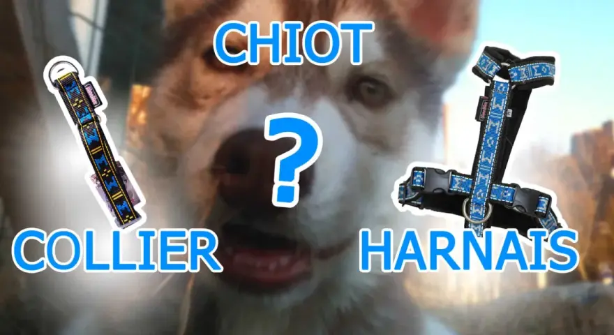 Collier ou harnais pour chien qui tire ? Lequel choisir pour votre chiot ?