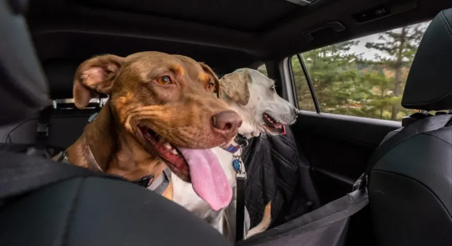 Deux chiens, dont un brun avec la langue pendante, semblent un peu stressés en voiture, regardant par la fenêtre.