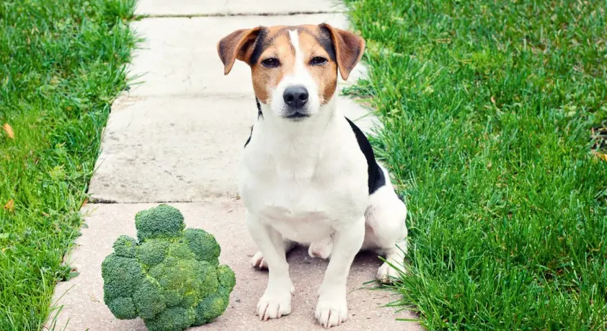 Un chien Jack Russell est assis à côté d'un gros brocoli sur un chemin en dalles.