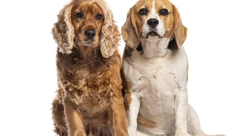 Un beagle et un cocker, deux amis fidèles, posent côte à côte sur fond blanc.