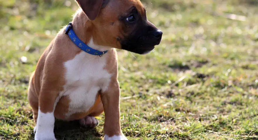 Un adorable chiot staff, au pelage brun et blanc, porte un collier bleu. Il est assis dans l'herbe, curieux.
