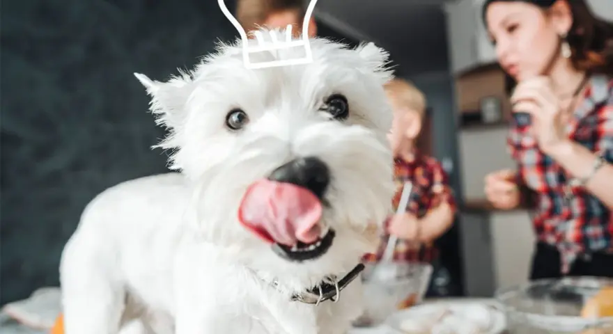Un adorable Westie, coiffé d'un chapeau de chef, attend avec impatience de faire des gâteries avec sa famille en cuisine.