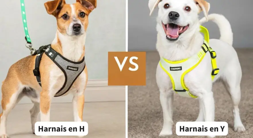 Chien brun et blanc avec un harnais en H, face à un chien blanc souriant portant un harnais en Y.