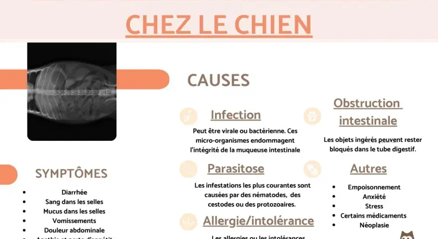 Radiographie d'un chien montrant une inflammation intestinale. Causes : infection, parasitose, allergie/intolérance, obstruction. Symptômes : diarrhée, sang, vomissements, fièvre.