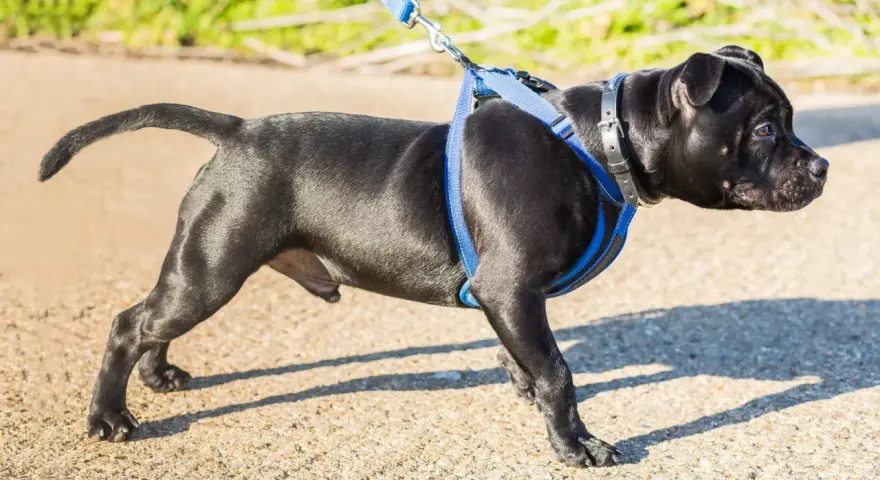 Jeune chien noir avec un harnais bleu, prêt pour sa promenade.