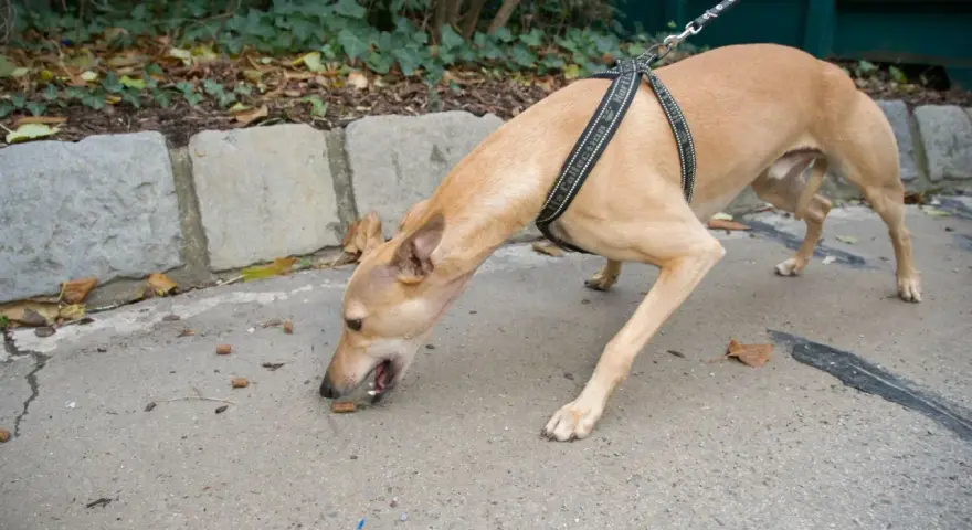 Un chien brun, en laisse, renifle des croquettes sur le trottoir. Il semble chercher un trésor, peut-être une moutarde chien cachée.