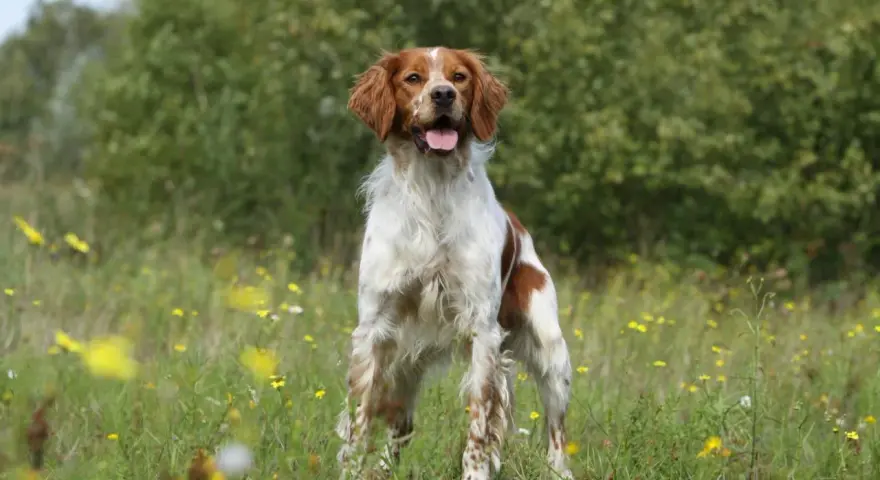 Un magnifique épagneul breton tricolore, le poil long et soyeux, se tient fièrement dans un champ fleuri, la langue pendante, heureux sous le soleil.
