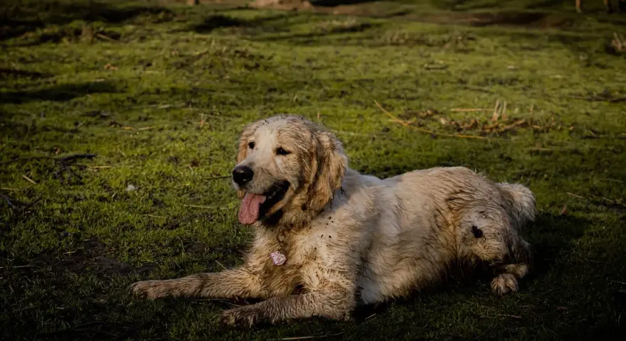 Un golden retriever boueux se repose sur l'herbe. Il a l'air heureux, comme si mon chien sent le fromage après une bonne journée de jeu.