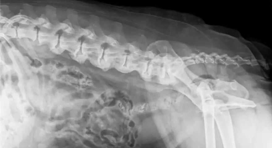 Radiographie latérale d'un chien montrant des anomalies vertébrales et pelviennes, potentiellement liées au syndrome de la queue de cheval.