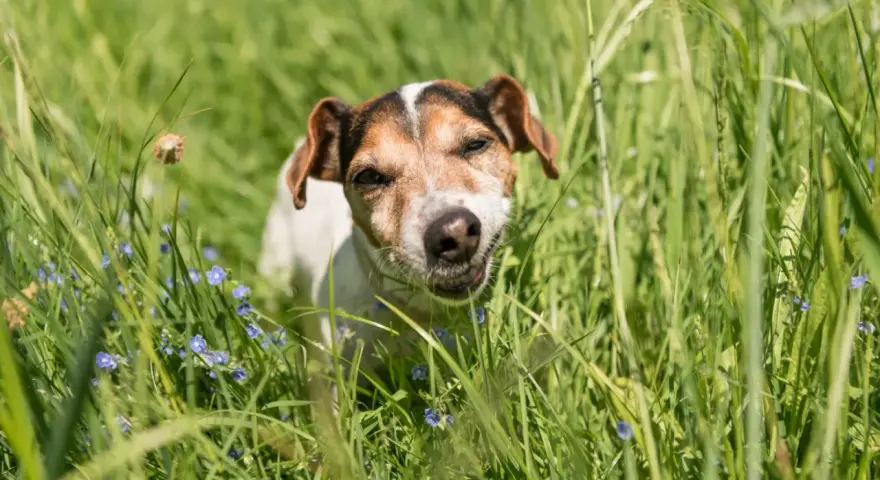 Un chien Jack Russell curieux, au milieu de l'herbe haute et des petites fleurs bleues, se demande pourquoi mon chien mange de l'herbe.