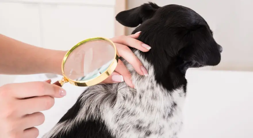 Une main examine le pelage d'un chien avec une loupe, cherchant des poux.