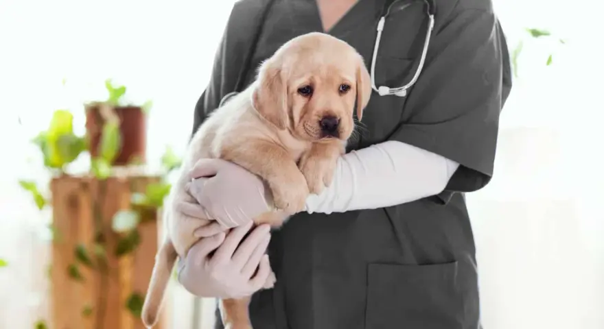 Un vétérinaire tient un chiot labrador. L'âge du chien est idéal pour la castration.