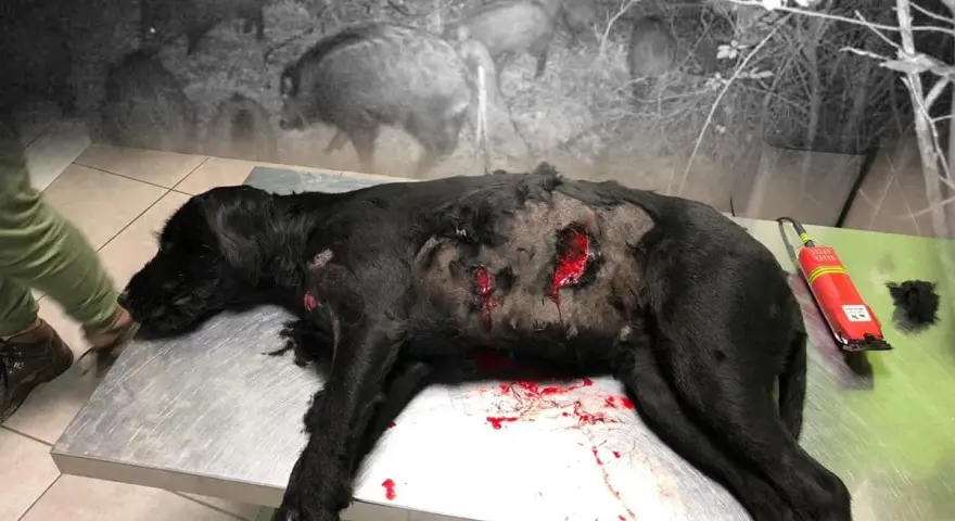 Un chien noir blessé sur une table d'opération, rappelant le danger d'un sanglier pour les chiens.