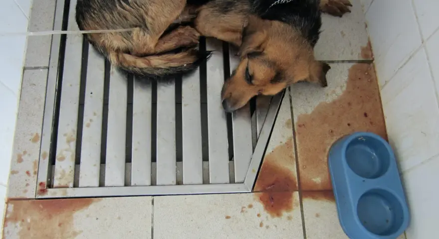 Chien malade, couché sur une grille, avec des taches de sang au sol. Triste illustration de comment un chien attrape la parvovirose.