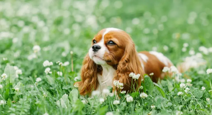 Un adorable cocker king charles, au pelage roux et blanc, se repose paisiblement dans un champ d'herbe verte parsemé de petites fleurs blanches.