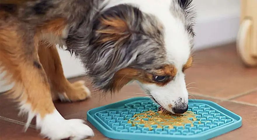 Un chien savoure du beurre de cacahuète sur un tapis de léchage bleu. Un excellent moyen de divertir votre chien, voici mon tapis de léchage chien avis.