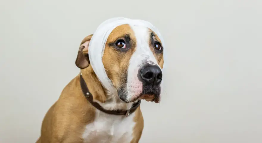 Un chien au pelage brun et blanc porte un bandage blanc autour de la tête, peut-être suite à un hématome. Il regarde tristement sur le côté.