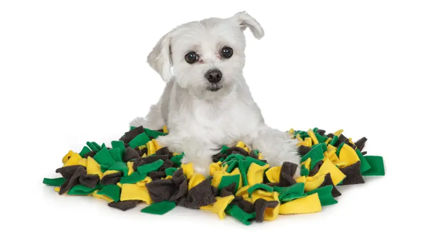 Un petit chien blanc est allongé sur un tapis de recherche pour chien aux couleurs vives, vert, jaune et gris.