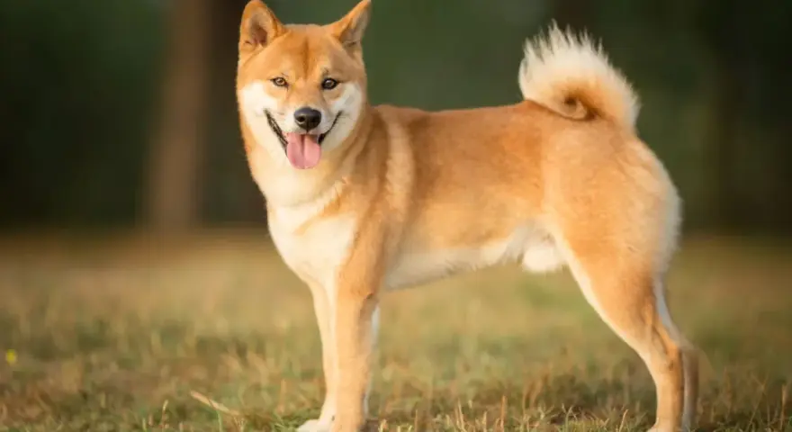 Un adorable shiba inu roux, la langue sortie, se tient fièrement dans un champ d'herbe verte.