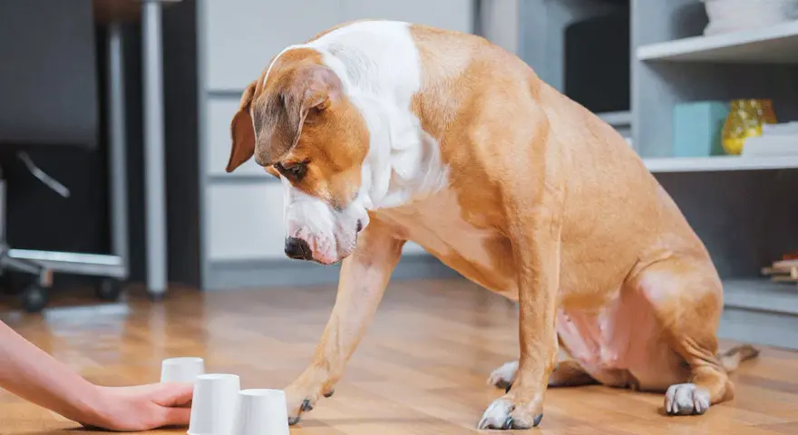 Un chien brun et blanc joue à un jeu de gobelets avec un humain. Il essaie de deviner où se trouve le jeu snack caché.