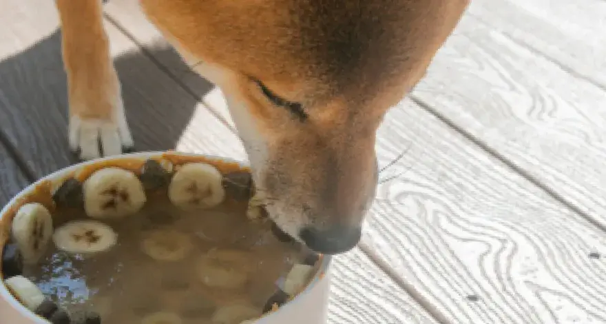 Un chien Shiba Inu savoure un bol rempli de bananes et de ce qui semble être des abats pour chien.