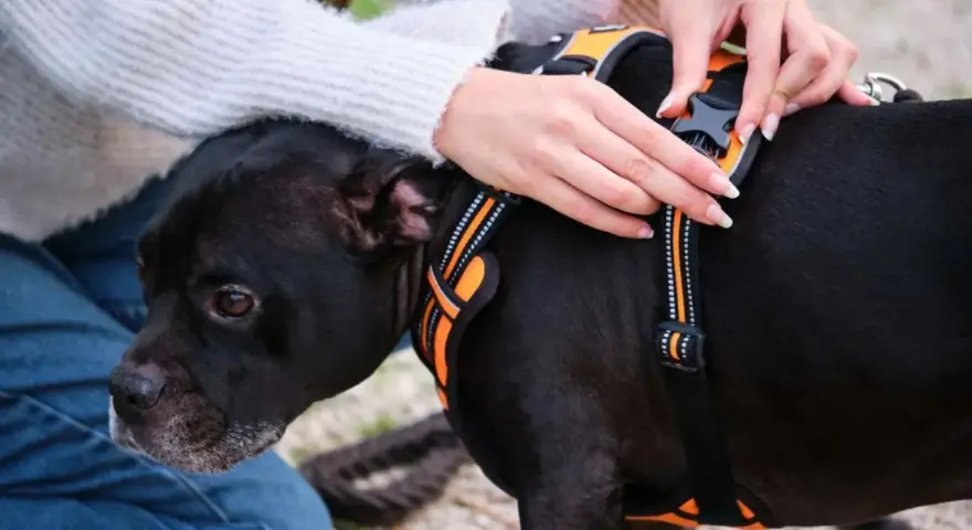 Mains ajustant un harnais chien déconseillé sur un chien noir. Le harnais est orange et noir, avec des bandes réfléchissantes.
