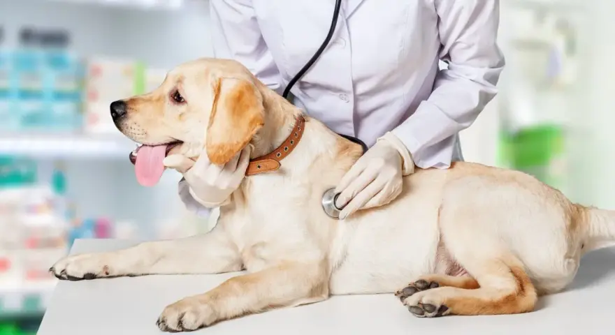 Un vétérinaire examine un chien pour un éventuel blocage urinaire. Le traitement est essentiel pour le bien-être de l'animal.