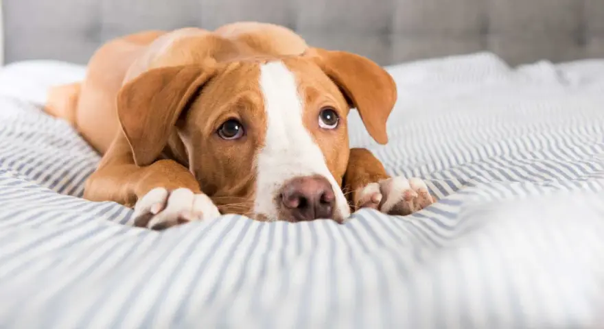 Chien brun et blanc couché sur un lit rayé, l'air fatigué. Il pourrait souffrir d'une gastro-entérite chien durée.