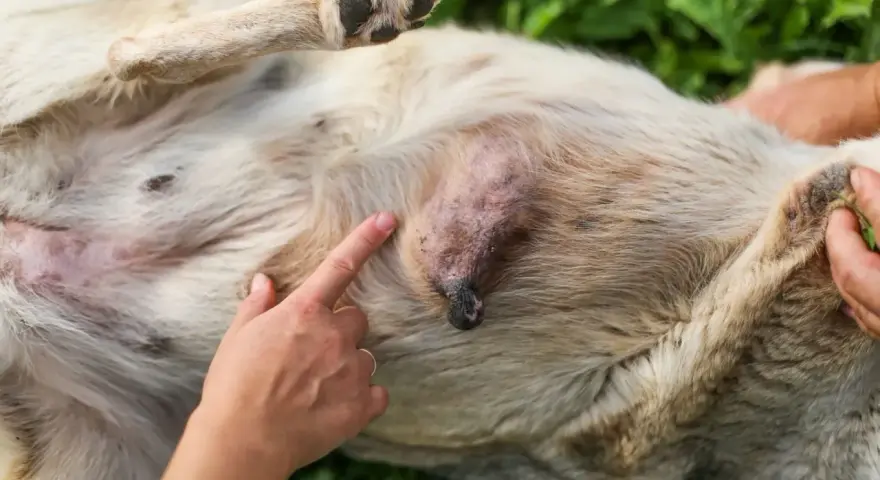 Un doigt pointe une tumeur sur le ventre d'un chien. Le chien est couché sur le dos, sur de l'herbe verte.