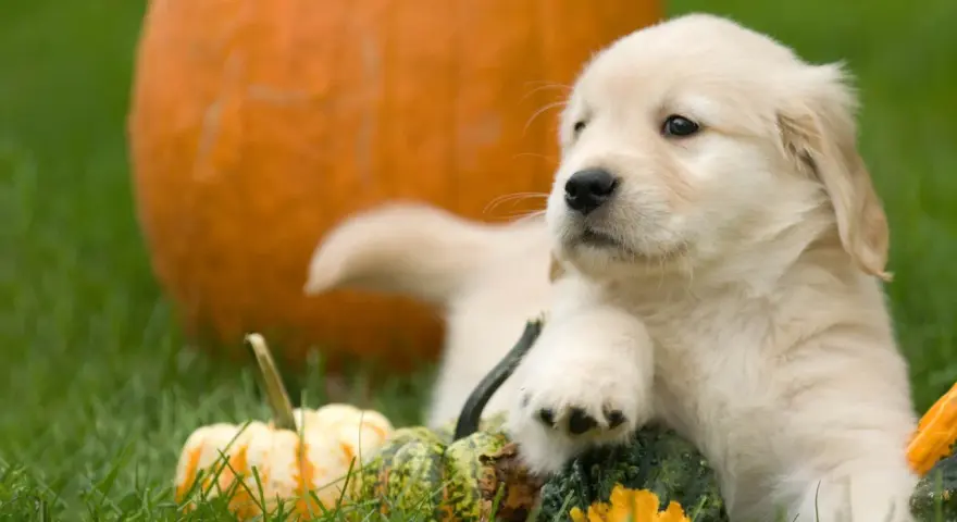 Un adorable chiot golden retriever se repose parmi des citrouilles et des courges sur l'herbe verte.