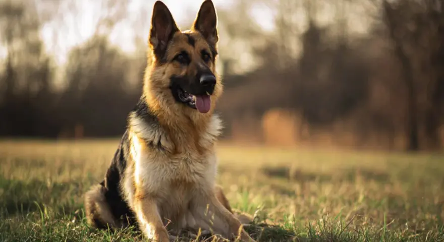 Un magnifique berger allemand, assis dans l'herbe dorée, le soleil couchant illuminant son pelage.