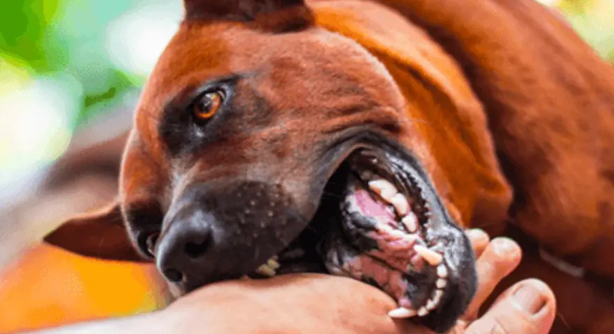 Mon chien mord, ses crocs acérés s'enfoncent dans ma main. Un jeu un peu trop vif, mais l'amour est là.