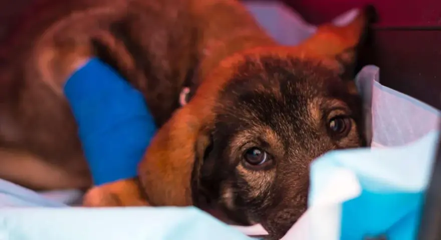 Un chiot malade, la patte bandée de bleu, se repose. La parvovirose peut durer plusieurs semaines.